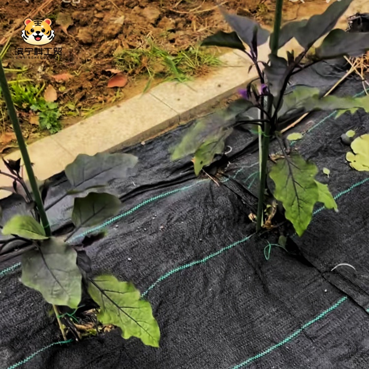 The Effect of Weed Control Fabric on Soil Moisture Conservation