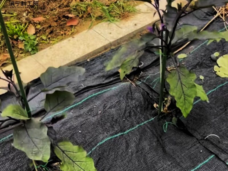 aefe173880bf402bf14d1f0bbd361317_副本